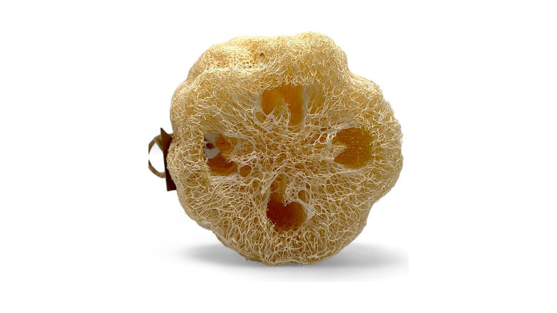 Corte transversal de una luffa seca mostrando la red de fibra vegetal en su interior