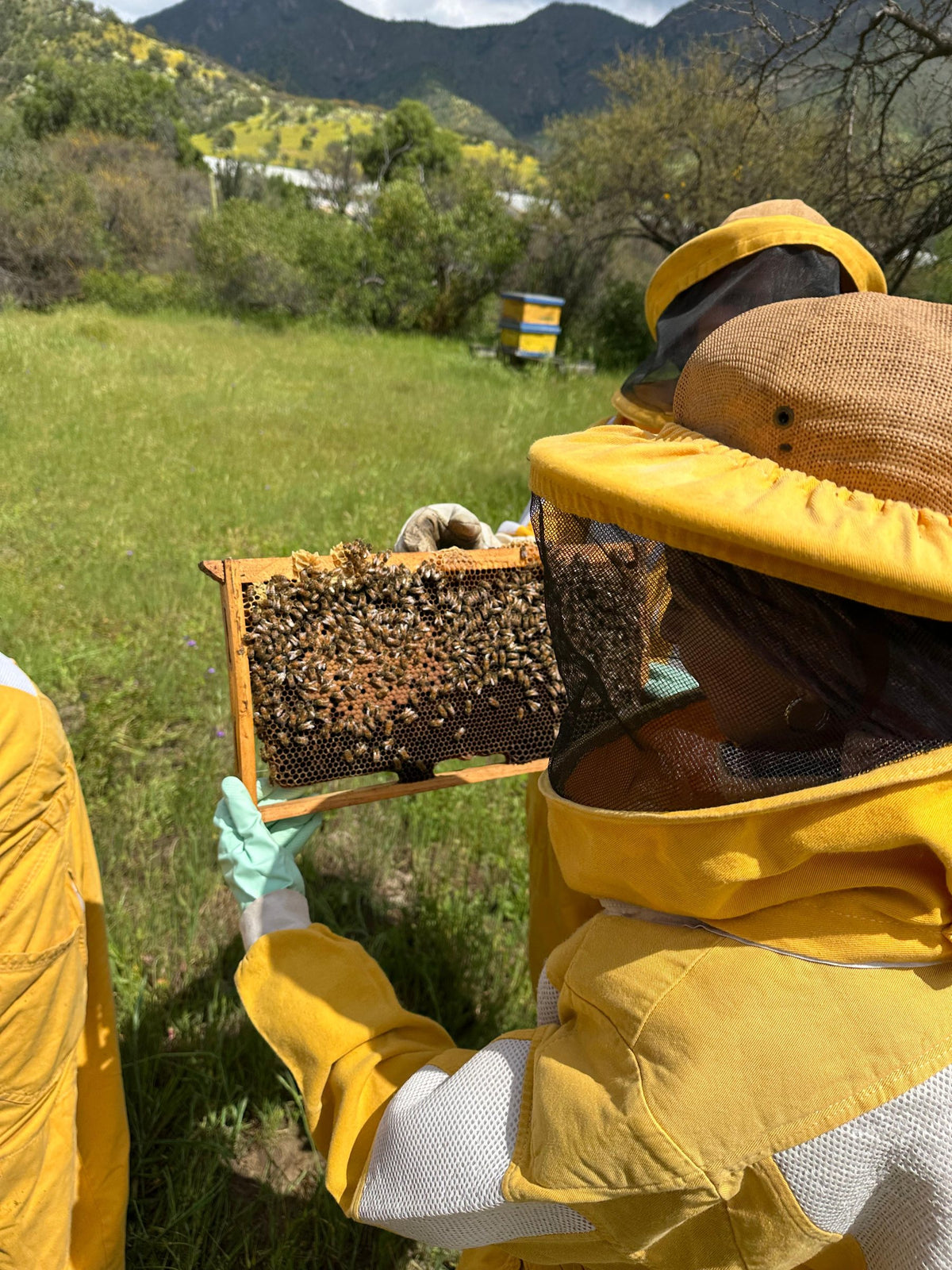 Revisión de un marco con abejas en el apiario de Valymu, con los cerros de Melipilla de fondo