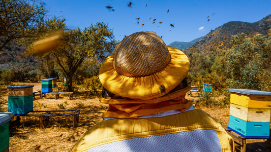 Apicultor de Valymu trabajando entre las colmenas del bosque nativo de Melipilla, con abejas volando