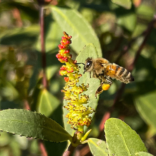 Abeja recolectando polen en una flor nativa