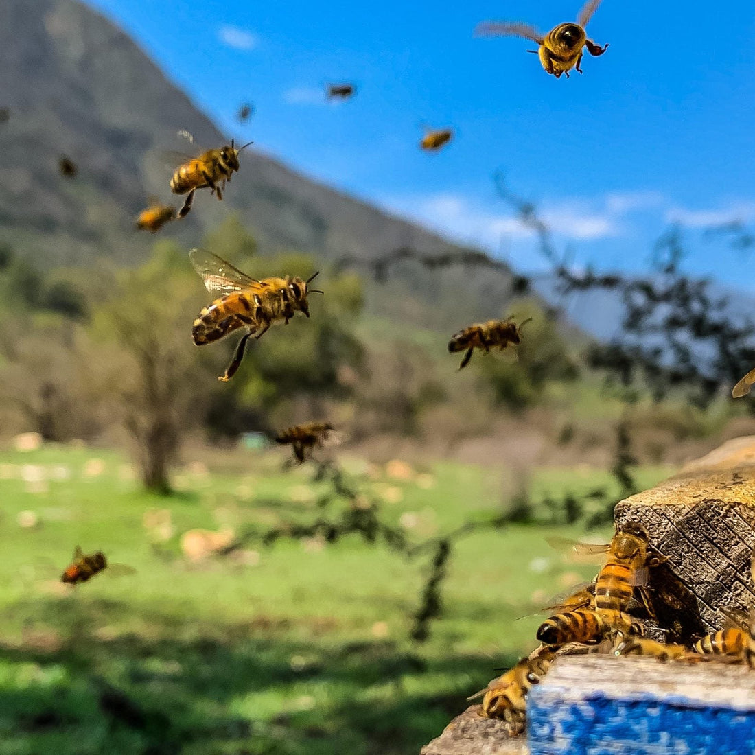 Abejas volando frente a una colmena de Valymu