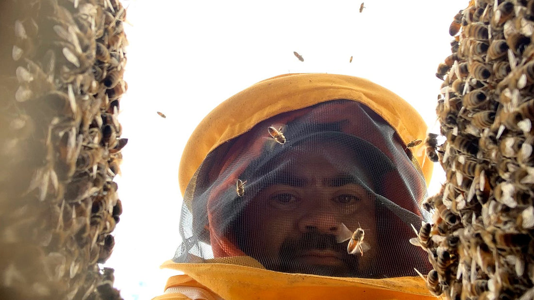 Carlos Valdivieso, apicultor de Valymu, con traje y velo amarillos entre dos marcos cubiertos de abejas