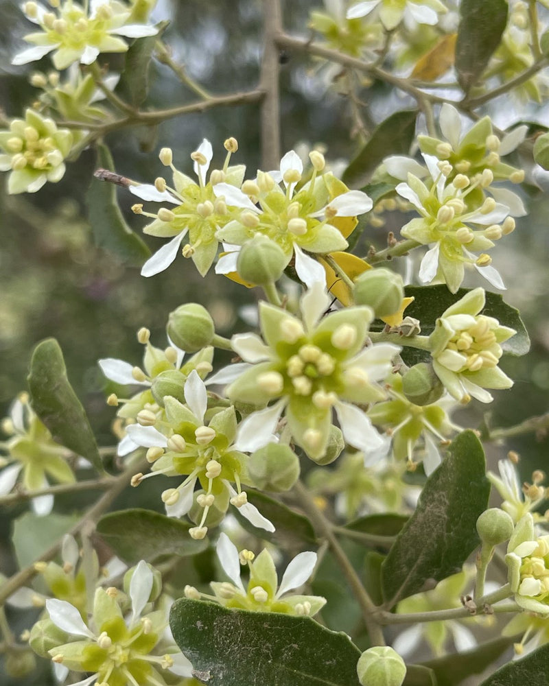 Flor de quillay en el bosque esclerófilo de Melipilla, donde están las colmenas de Valymu