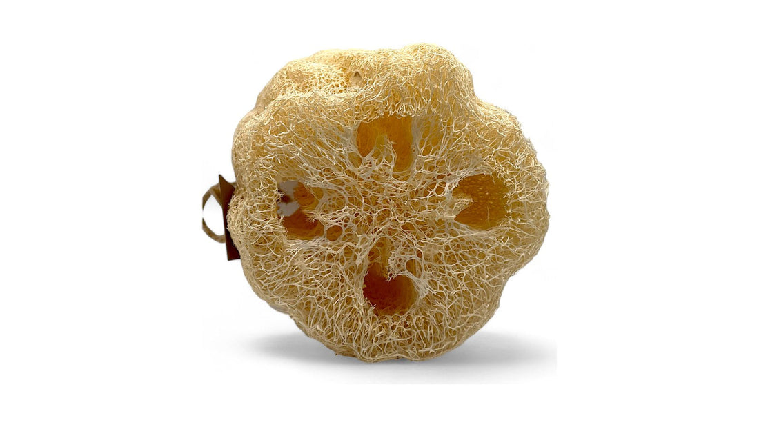 Corte transversal de una luffa seca mostrando la red de fibra vegetal en su interior