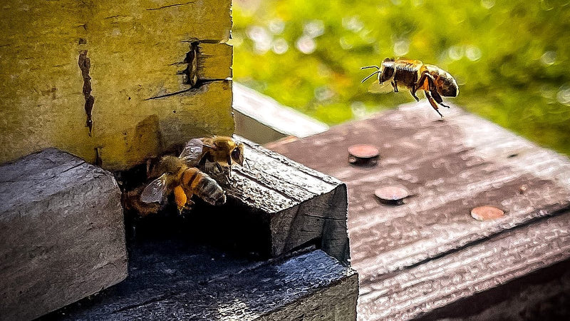 Abeja con polen en las patas llegando a la entrada de una colmena