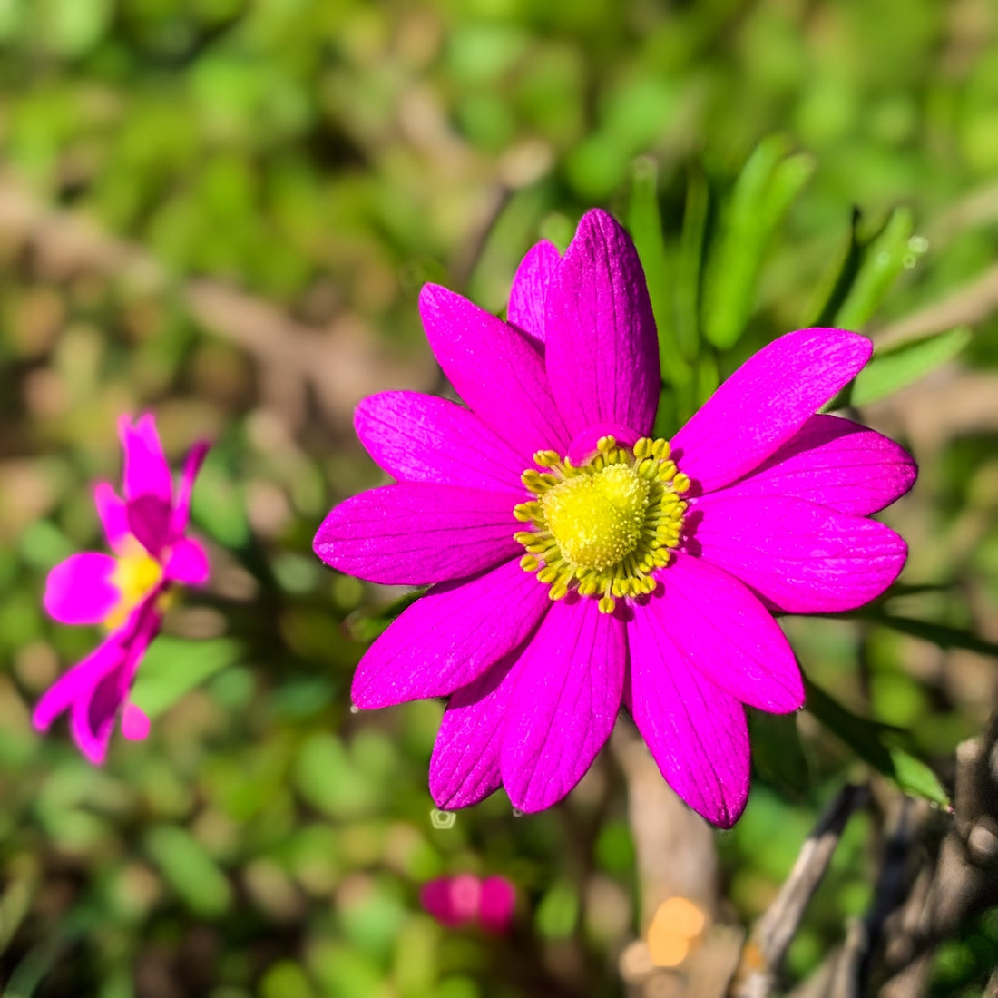 Flor silvestre magenta en la pradera del bosque esclerófilo de Melipilla en primavera