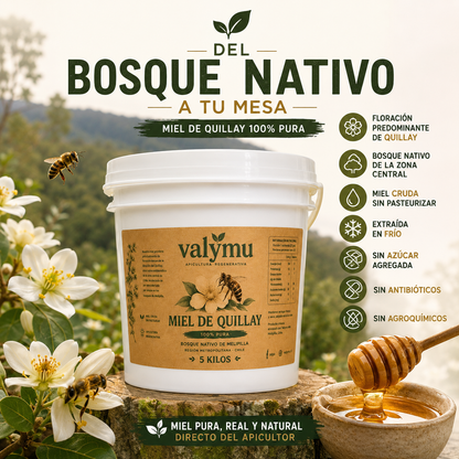 Miel de Quillay 5 Kg | Balde de Miel Pura 100% Natural