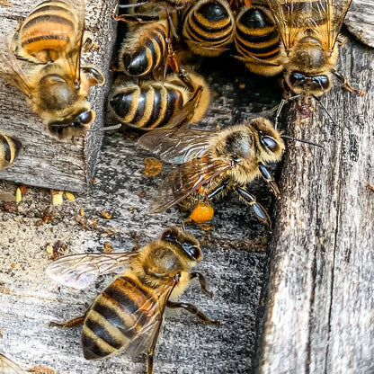 Abeja de Valymu llegando a la colmena con una bolita de polen naranja en la pata