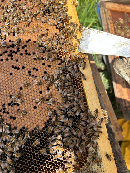 Marco de cría con abejas fotografiado de cerca durante una revisión