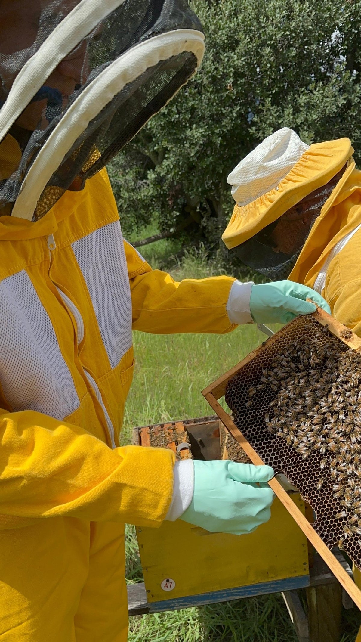 Apicultores de Valymu revisando un marco de una colmena en el apiario de Tantehue