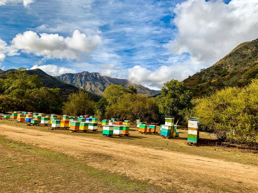 Apiario de Valymu en Tantehue, Melipilla, Chile