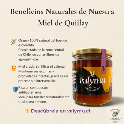 Pack x4 Miel de Quillay – 550g c/u | Floral, Pura y sin Aditivos