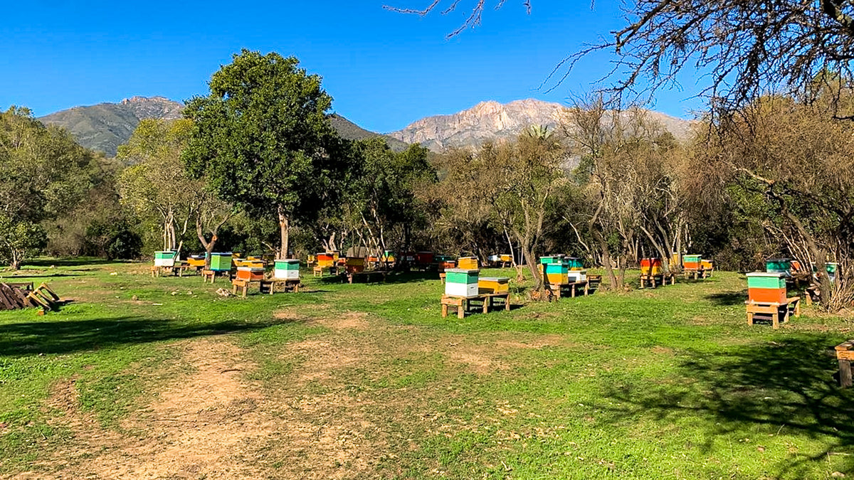Colmenas de Valymu en el apiario de Tantehue, Melipilla