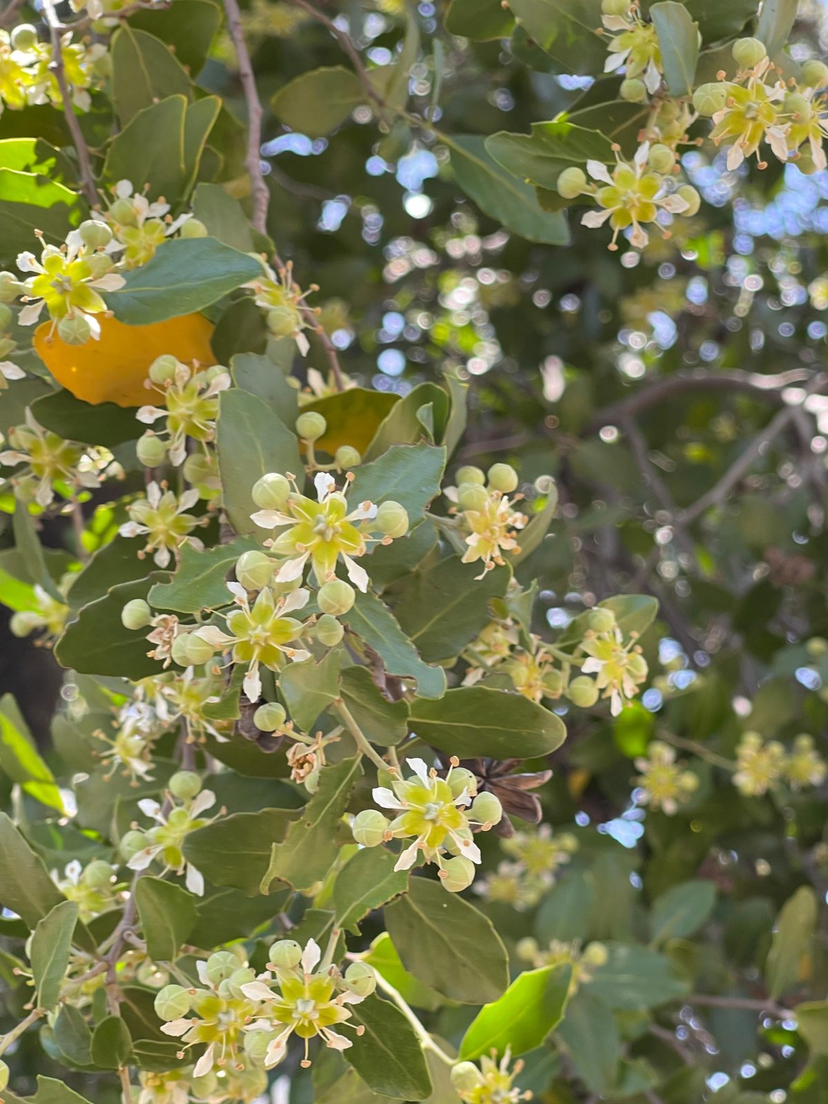 Flor de quillay (Quillaja saponaria), la floración de la que proviene la miel de quillay Valymu