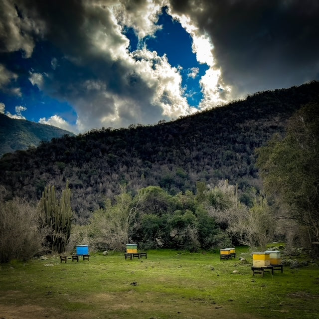 Paisaje del apiario Valymu en Melipilla, Chile