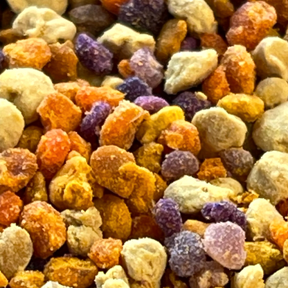 Polen de abeja del bosque nativo chileno: bolitas naranjas, amarillas, cremas y moradas, cada color de una flor distinta